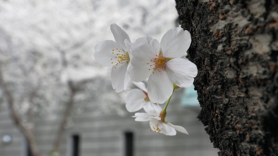 Japan-Dokus 2018: Kirschblüten-Video nun in 720p frei für alle