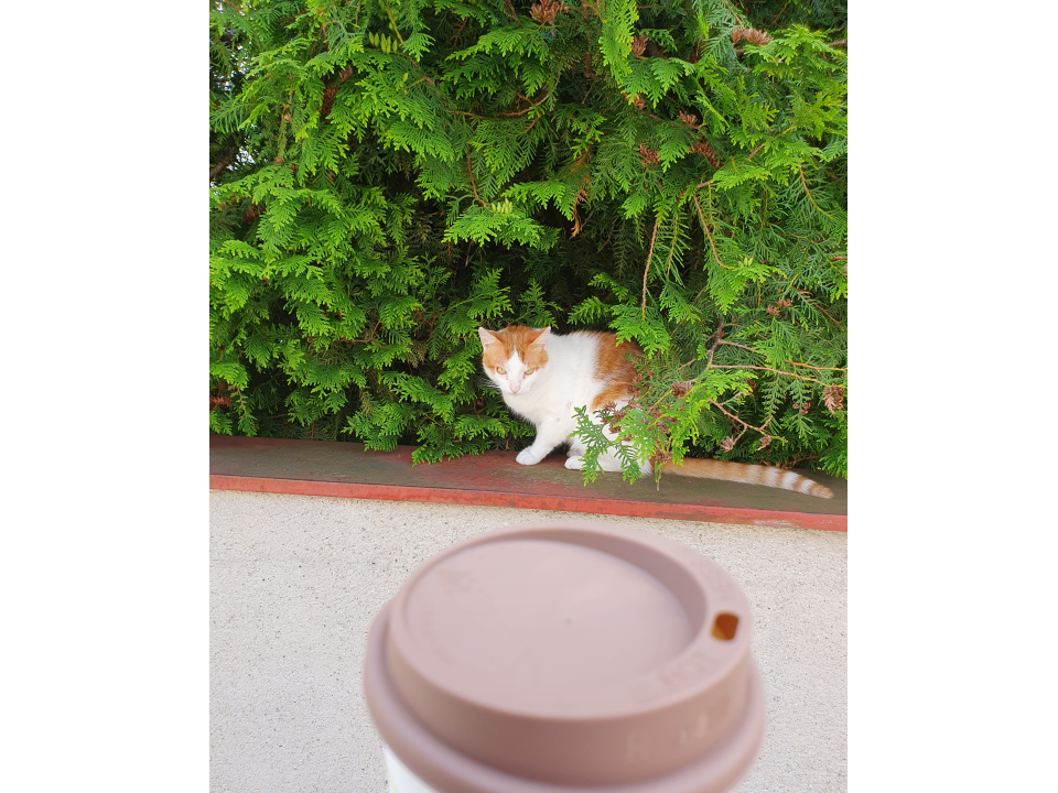 Coffeecat.jpg